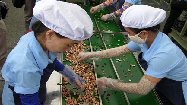  Giá trị xuất khẩu điều, cà phê tăng mạnh